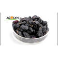 1 cm best quality with factory price stick Black currant raisin